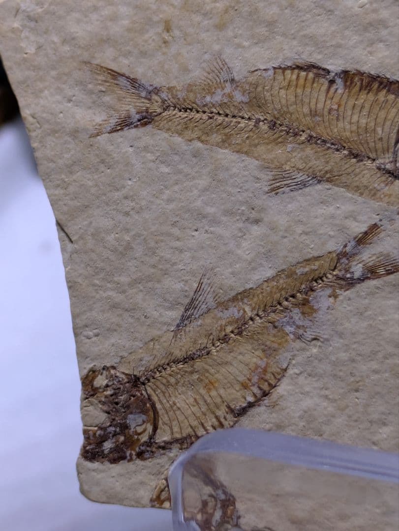 魚　化石　標本　群生標本　博物館