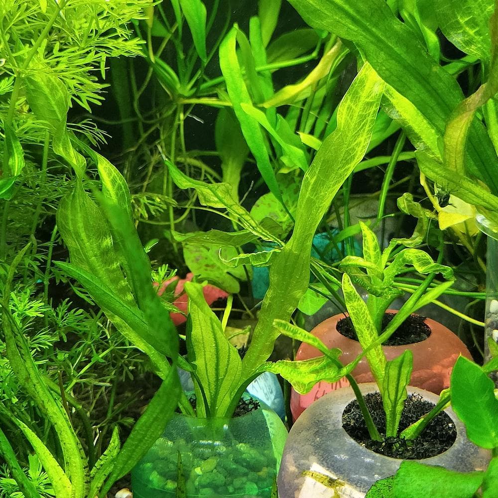 ご注文分:エキノドルスsp.'リオ イプサバ エキスタ'