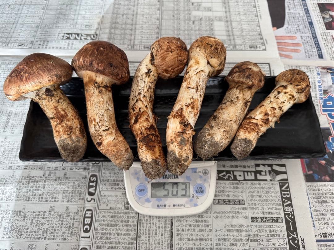 松茸　北海道　500g ①　国産