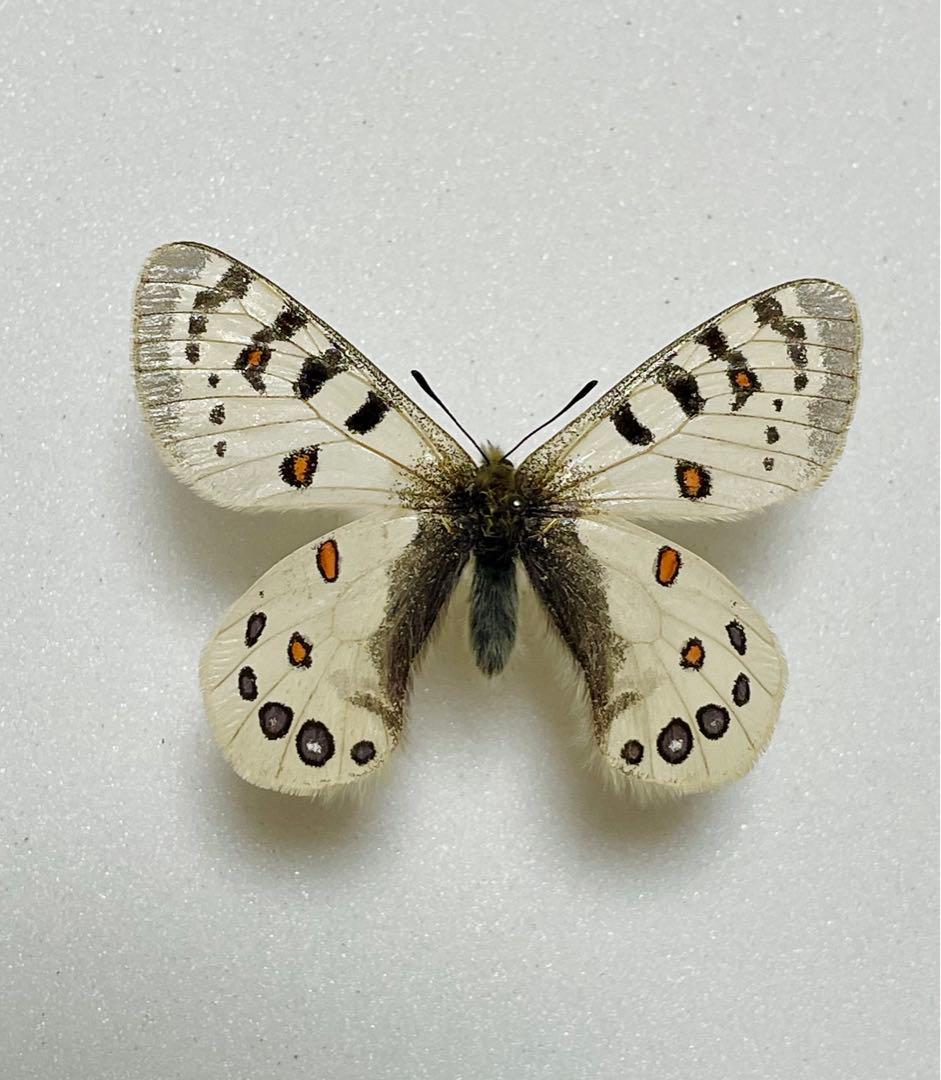 パルナシウス・ハードウィッキー（1オス、インドザンスカール産）