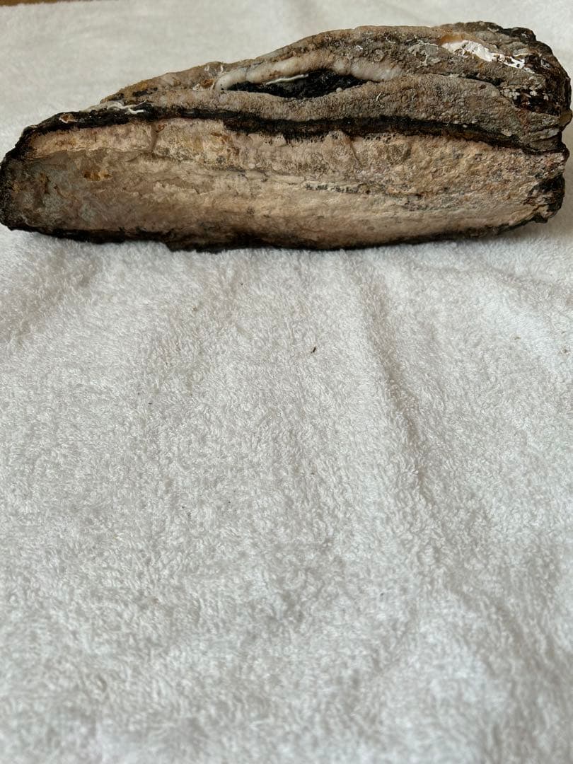 マンモス　ナウマンゾウ　化石　臼歯