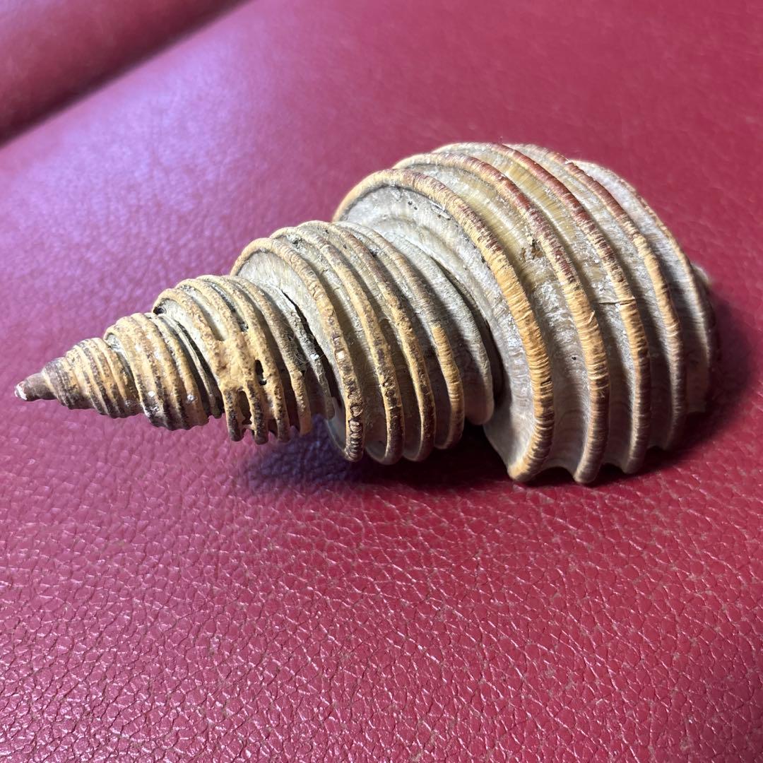 (特大) 蓋付きワダチバイ オホーツク海産　貝殻