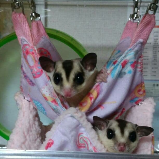 モモンガハウス(パンダ読書柄)ボア茶色  1900円