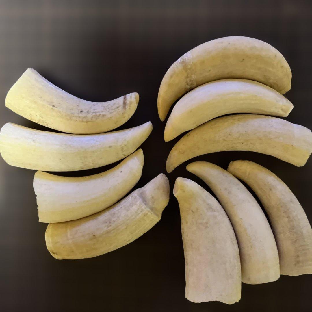 鯨歯　マッコウクジラ