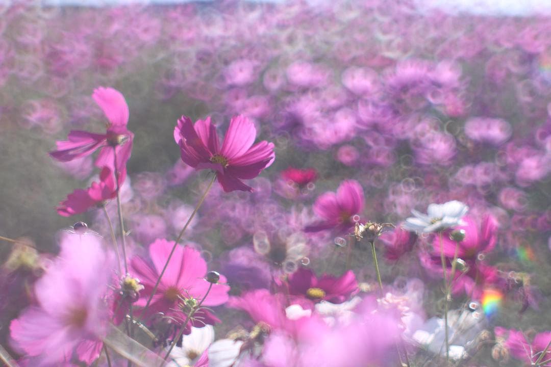 PENTAX SMC Takumar 55mm F1.8 宝石レンズ リングボケ