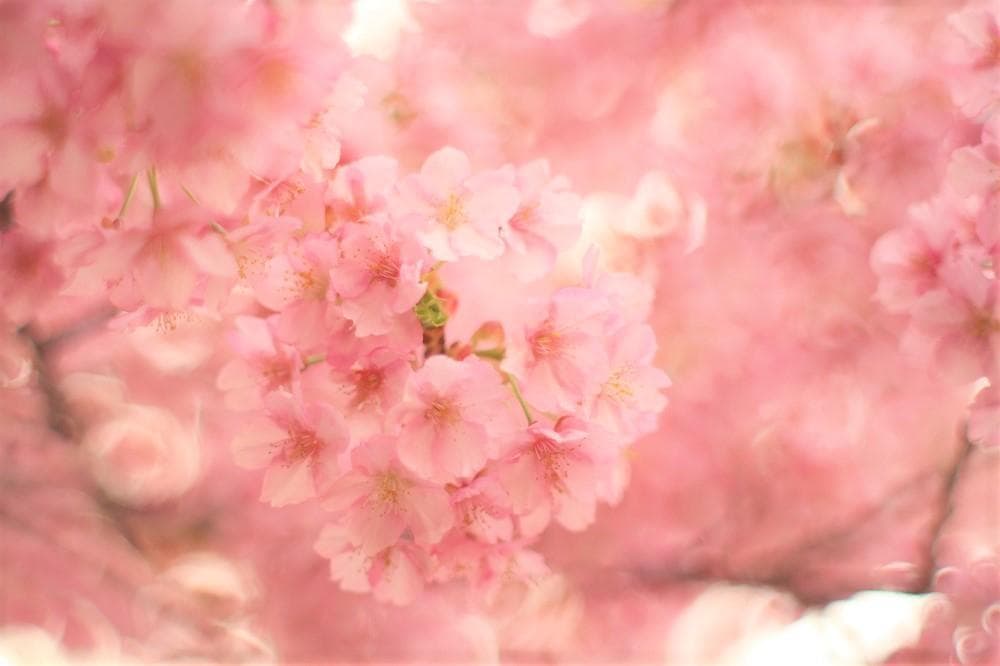 PENTAX SMC Takumar 55mm F1.8 宝石レンズ リングボケ