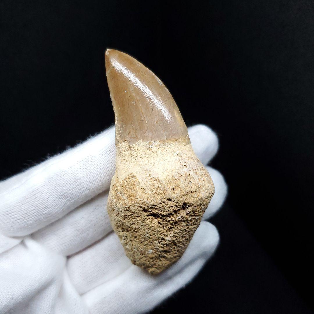 歯根付き モササウルス 化石 歯 本物 モロッコ産 68.94mm mos88