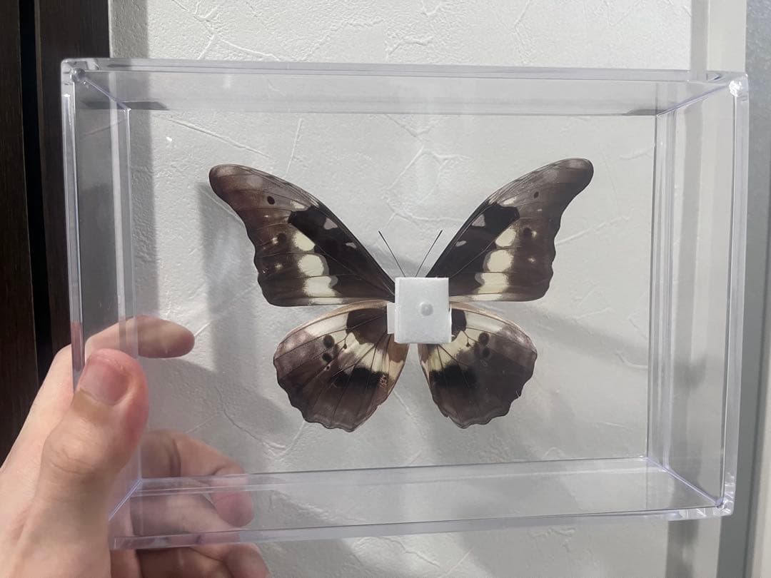 モルフォ蝶　標本