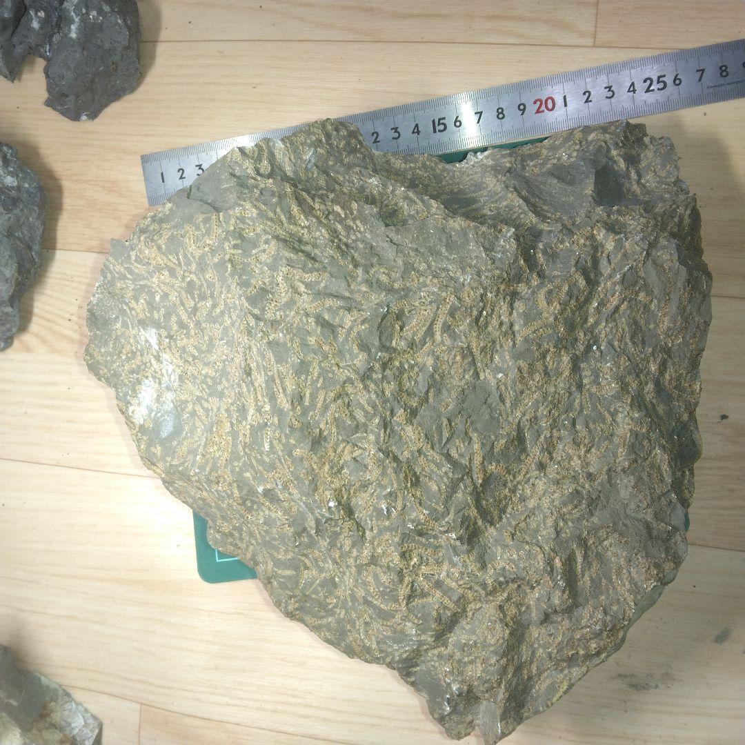 北海道初山別村産　クモヒトデ化石　密集標本　貴重標本　化石