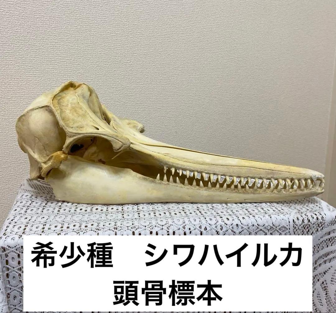 超希少種　シワハイルカ　頭骨　標本　海棲生物　いるか　イルカ