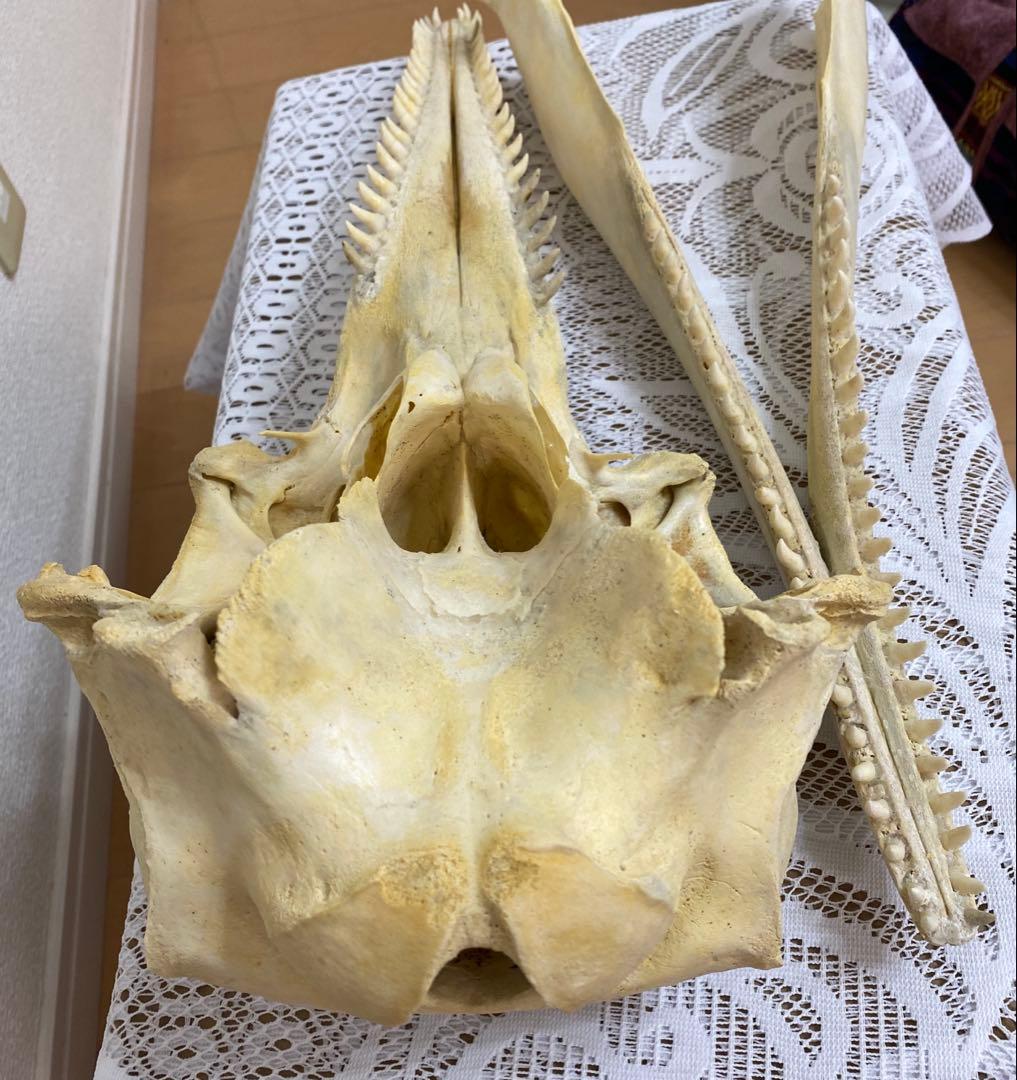 超希少種　シワハイルカ　頭骨　標本　海棲生物　いるか　イルカ