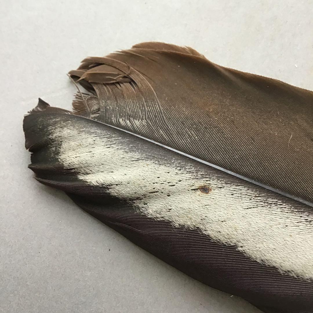 茶道具　御羽箒　三ツ羽根(野雁)羽箒　紙箱劣化有　S68HB