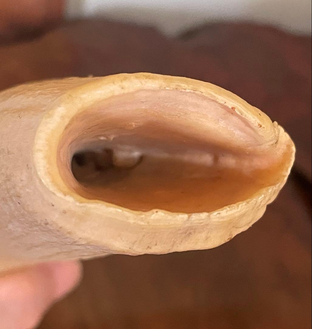 鯨の歯 約20cm 約440g クジラの歯