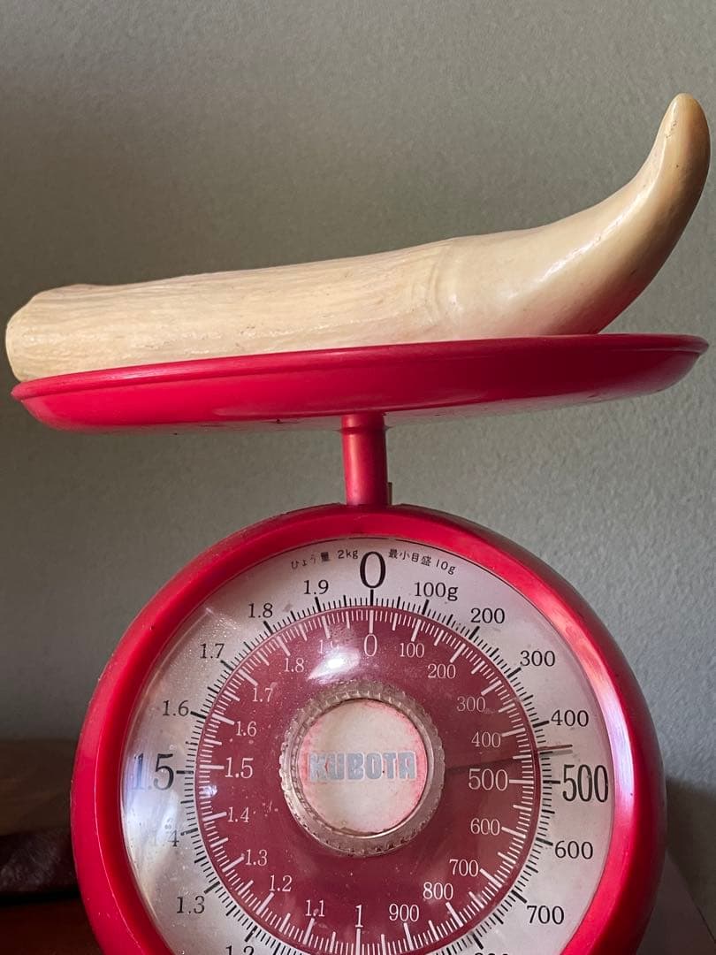 鯨の歯 約20cm 約440g クジラの歯