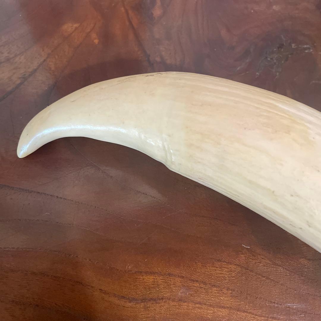 鯨の歯 約20cm 約440g クジラの歯