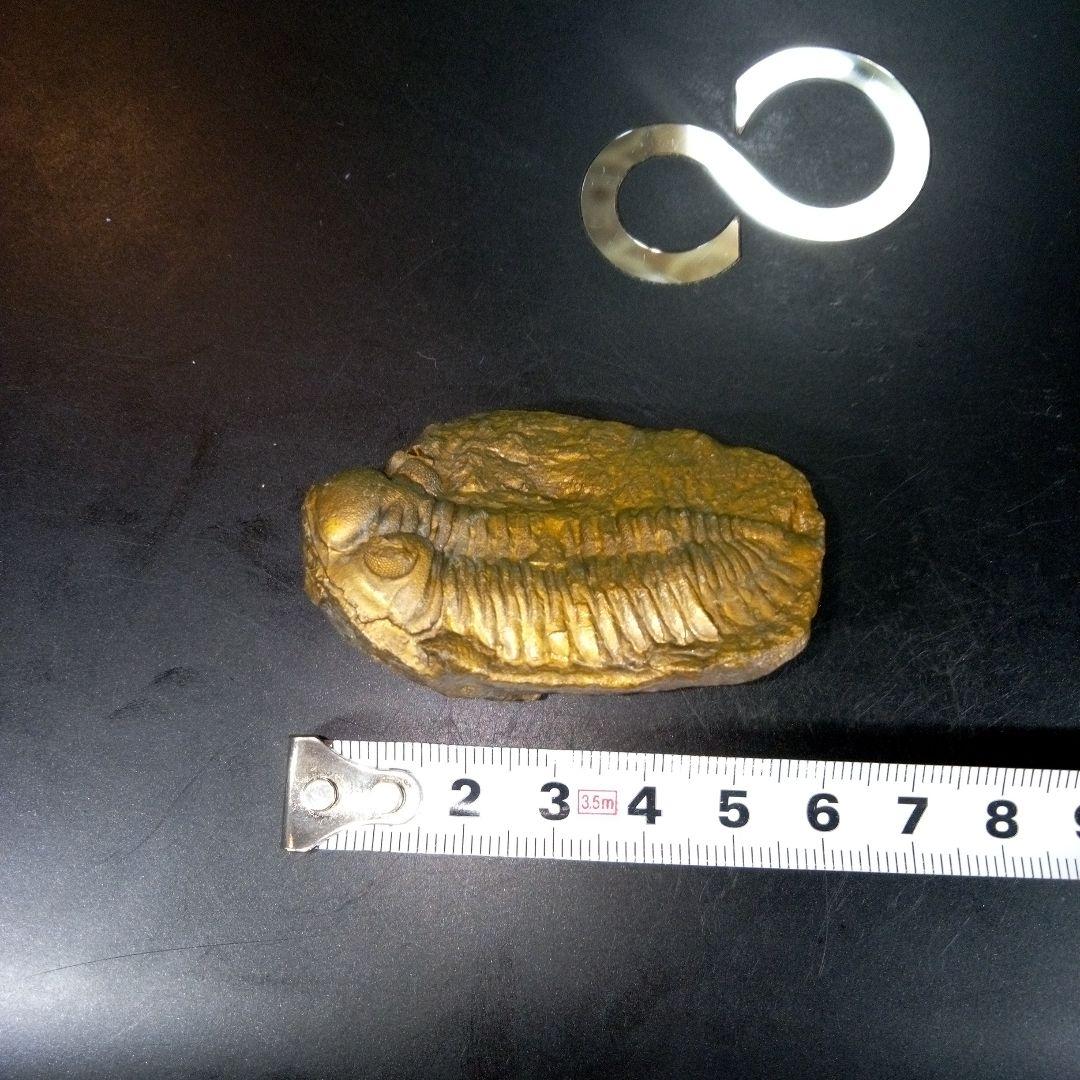 三葉虫　化石　fossil　ボリビア産　レア　Fossil管理③