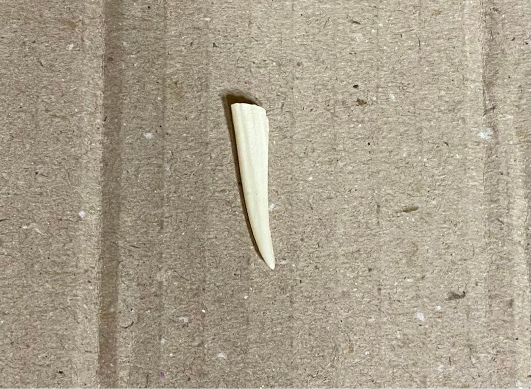 パーツ欠損 難 ベヨネッタ 魔人P.K時 コスチューム Ver. ガレージキット