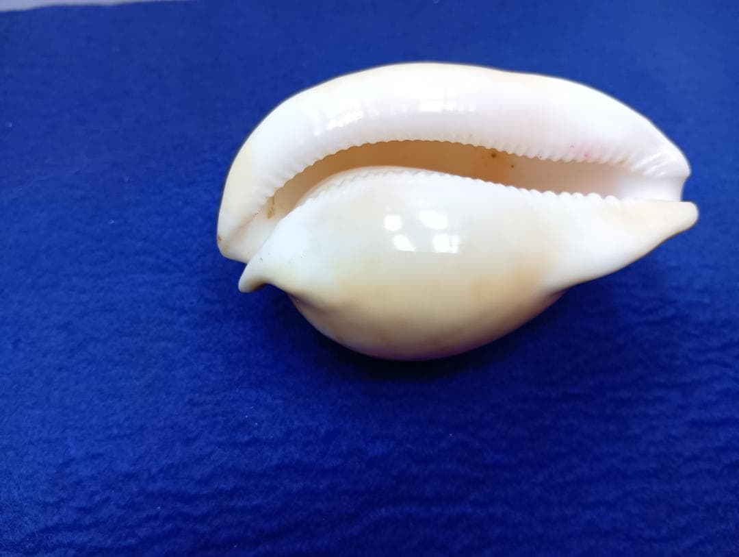 貝標本ウスアカネダカラ