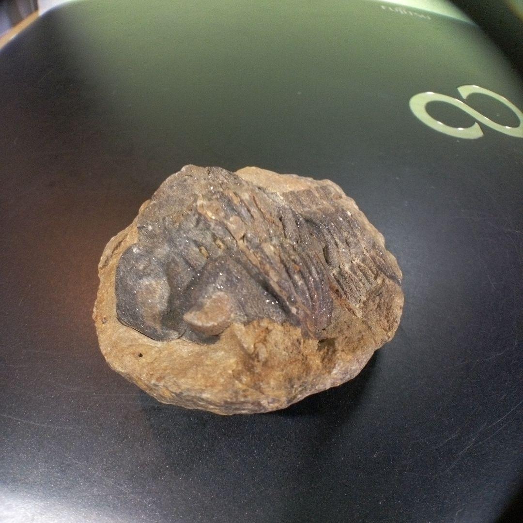 三葉虫　化石　fossil　ボリビア産　トライロバイト　Fossil番号⑩