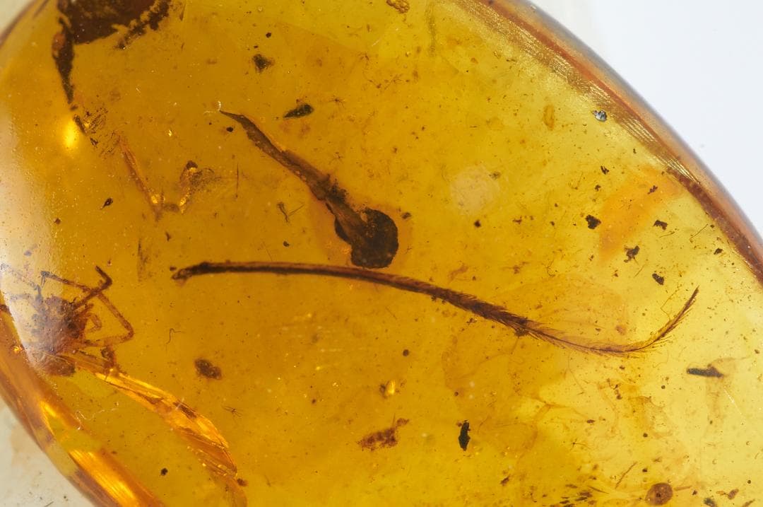 レア極上品 pa0012虫入り琥珀化石　ミャンマーカムティかタナイ9900万年前