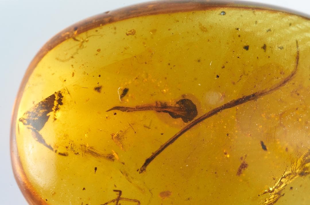 レア極上品 pa0012虫入り琥珀化石　ミャンマーカムティかタナイ9900万年前