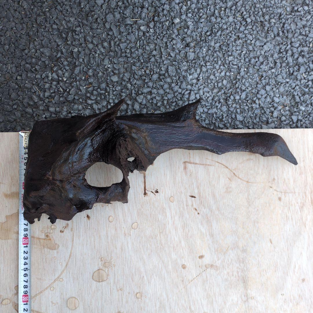 沈水済み中型天然木流木