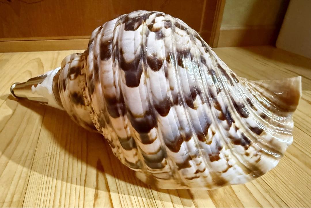 ケ*ン様 修験道法螺貝36㎝　山伏　密教　魔除け　熊よけ❣️ホラガイ　ほら貝