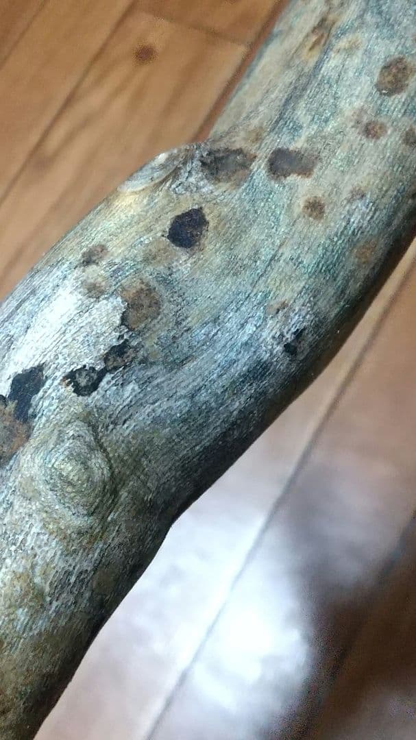 【弥生 6/5】深海松　レインボーコーラル　虹色珊瑚【大 650g】原木