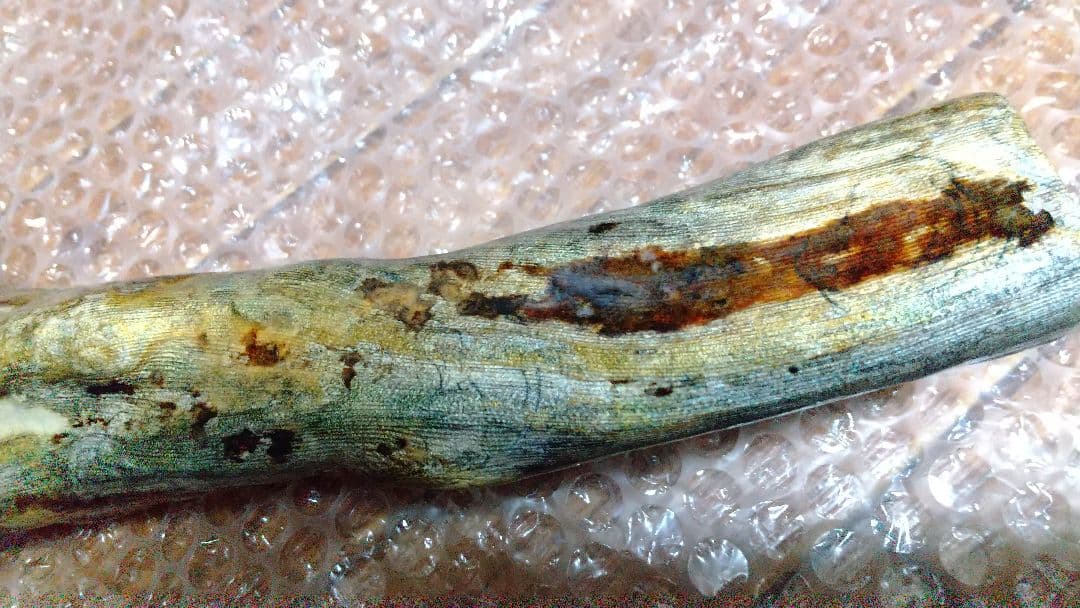 【弥生 6/5】深海松　レインボーコーラル　虹色珊瑚【大 650g】原木