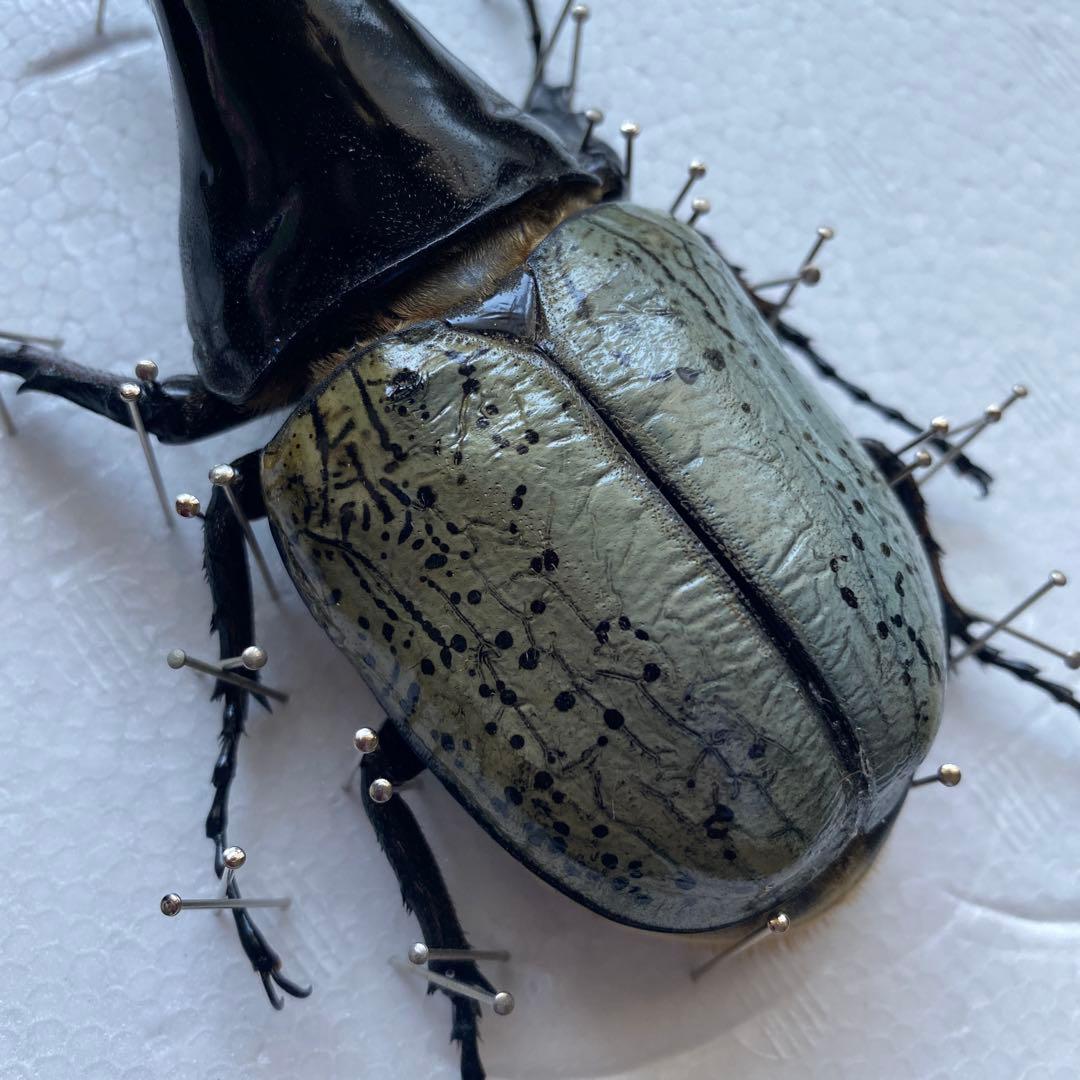 Mondoo　昆虫標本　ヘラクレスオオカブト　ヘラクレスヘラクレス