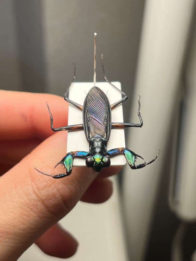 【標本】ケンランカマキリ スパイダーマンティスレッドローチショウジョウバエ