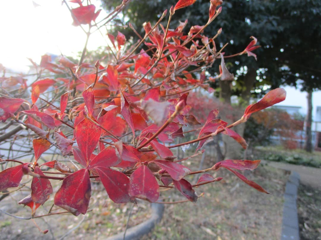 実写⭕️訳アリ【動作確認済】Canon IXY 200 PC2333 デジカメ