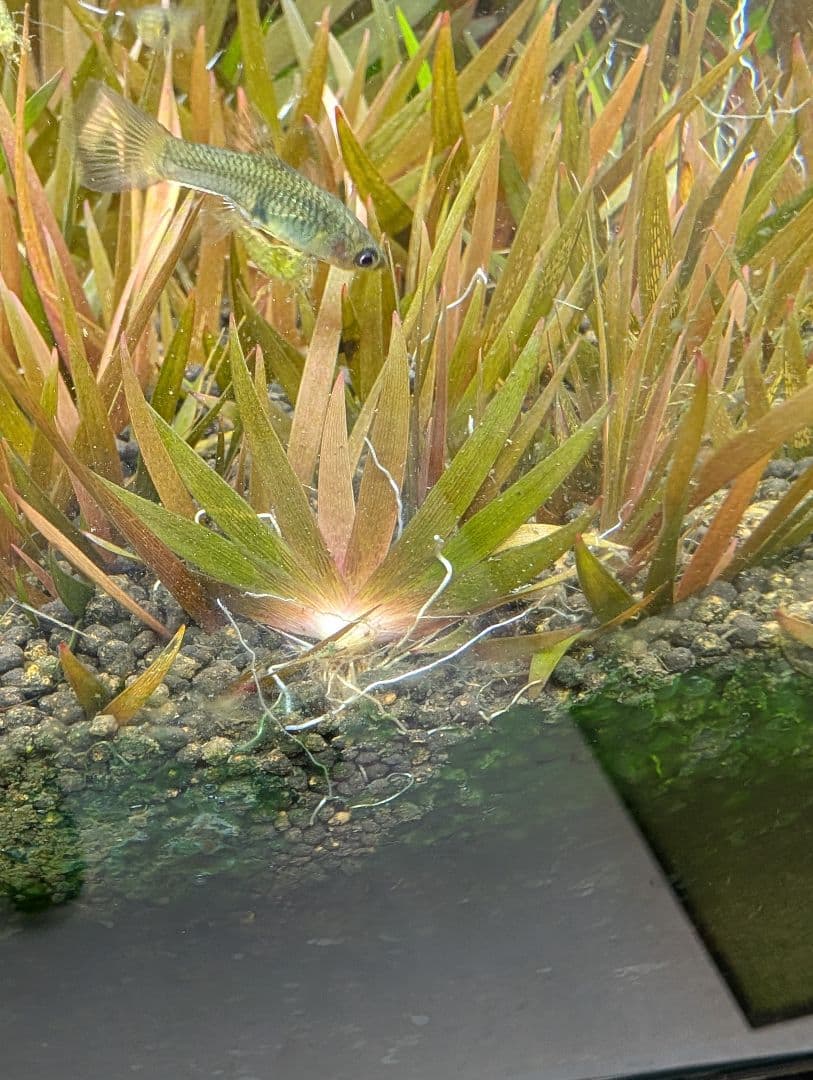 ◯xyris sp red水中葉子株1株