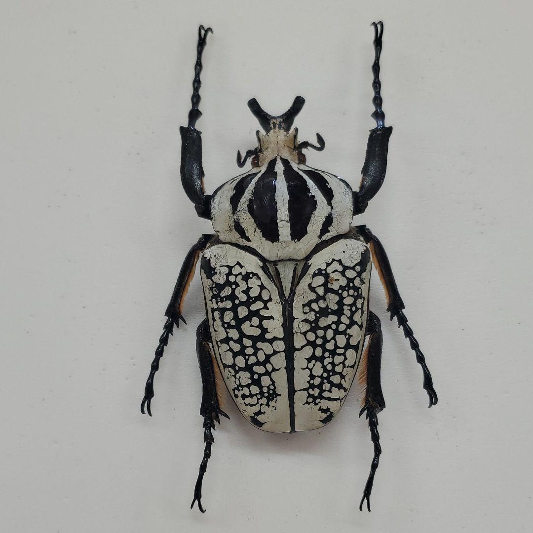 コレクションシリーズ　ゴライアスオリエンタリス-