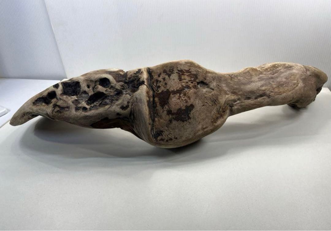 専用品 大型流木 アク抜き済み