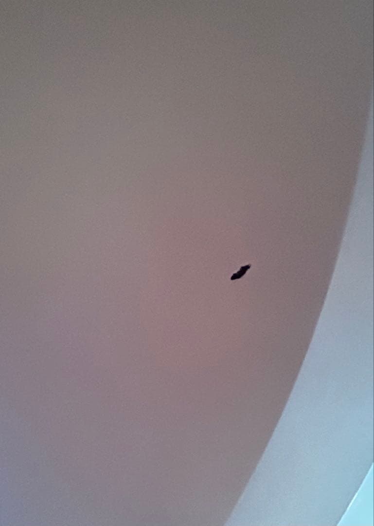 ミッドセンチュリーラウンドテーブル