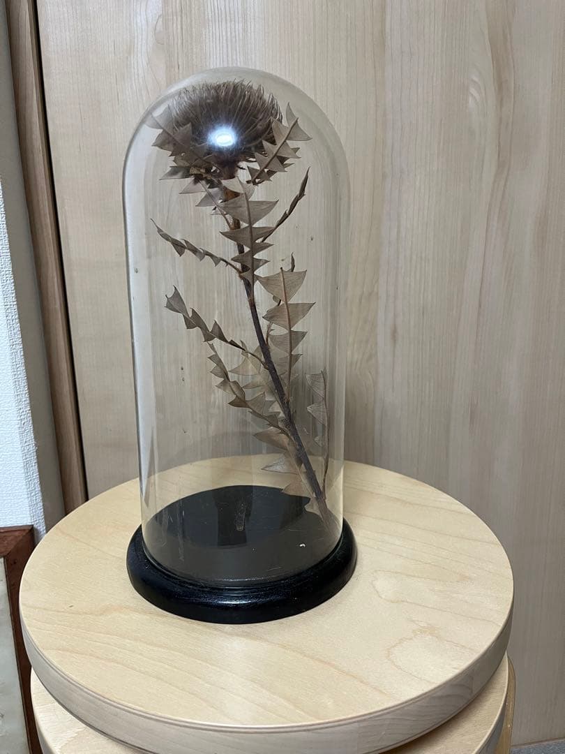 フランスアンティーク　ガラスドーム