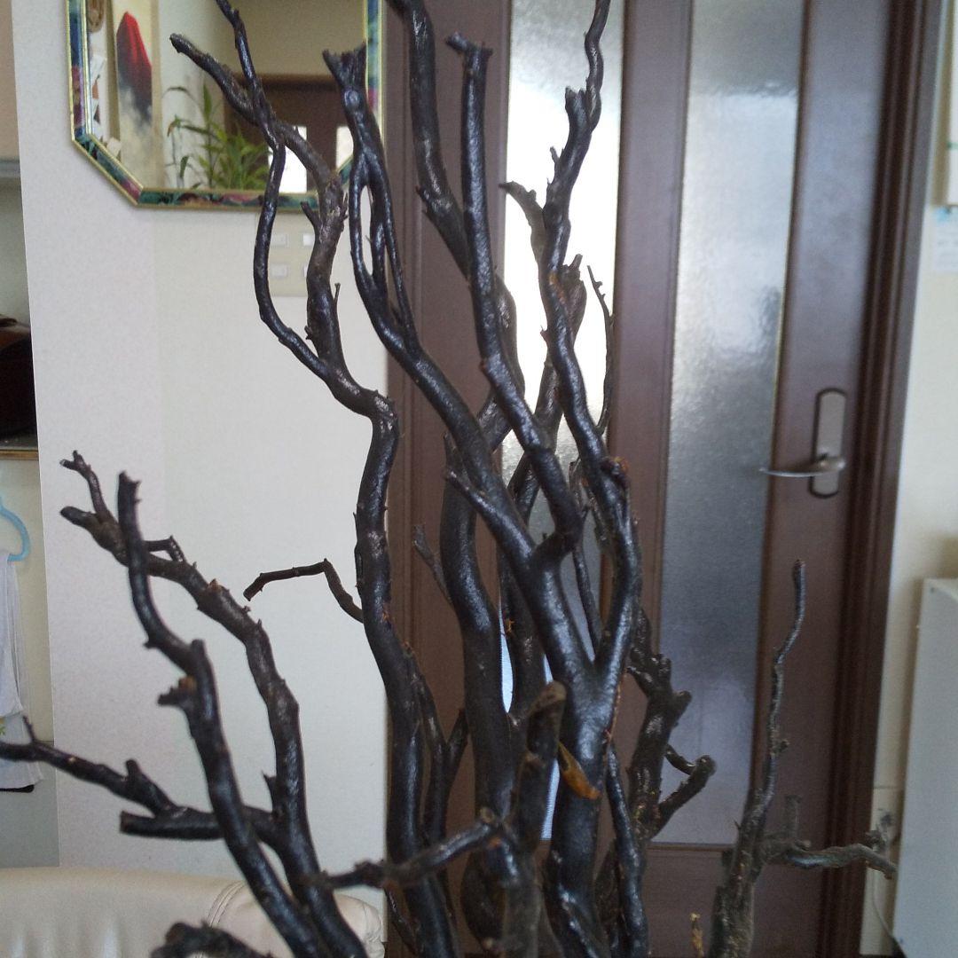 美品 未使用 貴重 海松 黒珊瑚 原木 周囲約10センチ