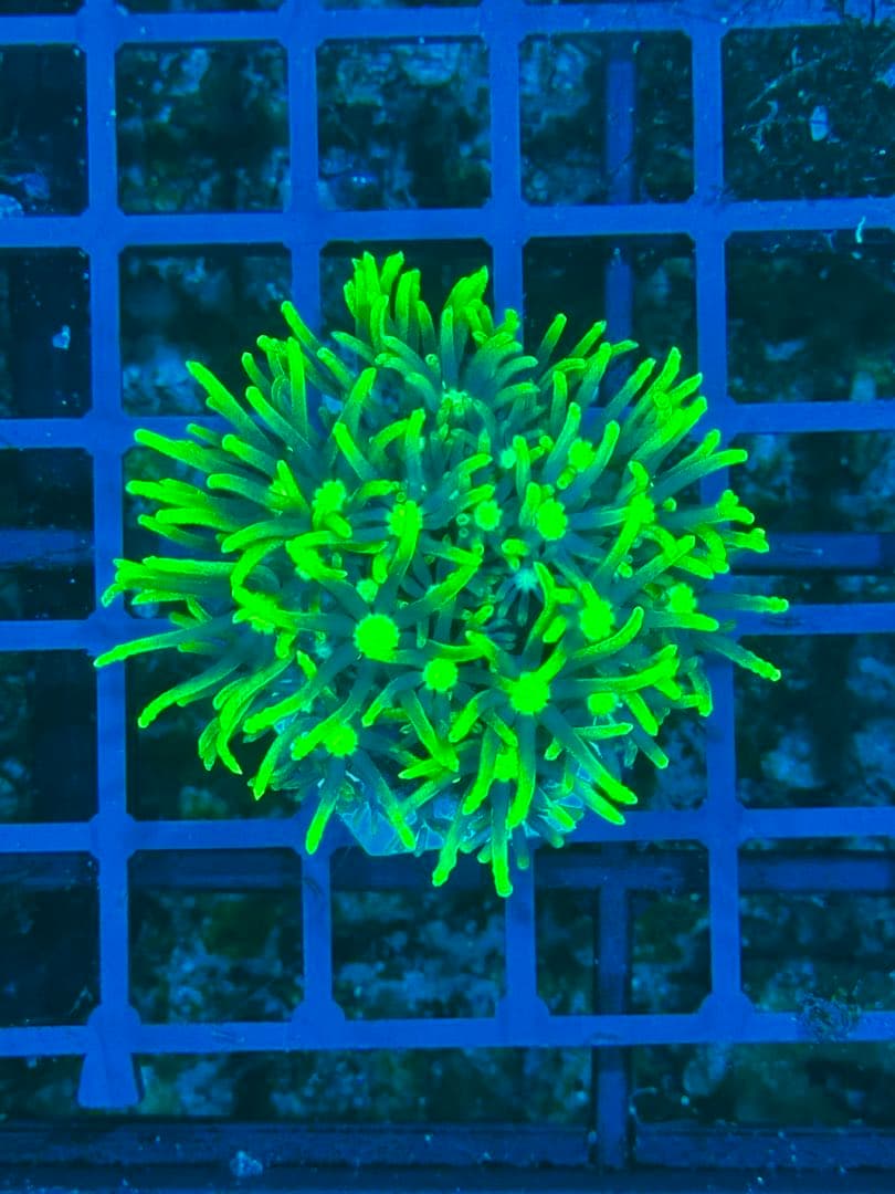 イサムライ專用