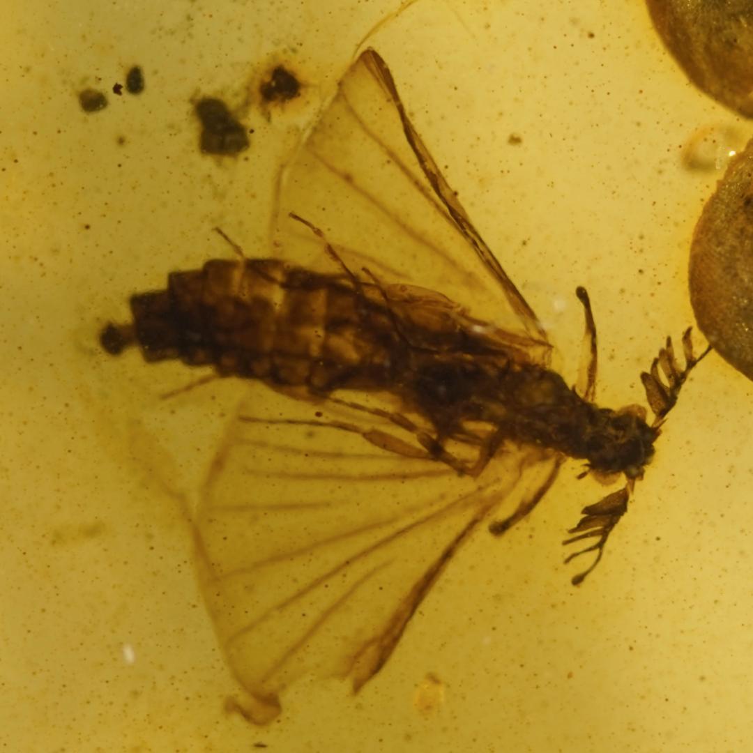 レア極上品 TT0102虫入り琥珀化石　ミャンマーカムティかタナイ9900万年前