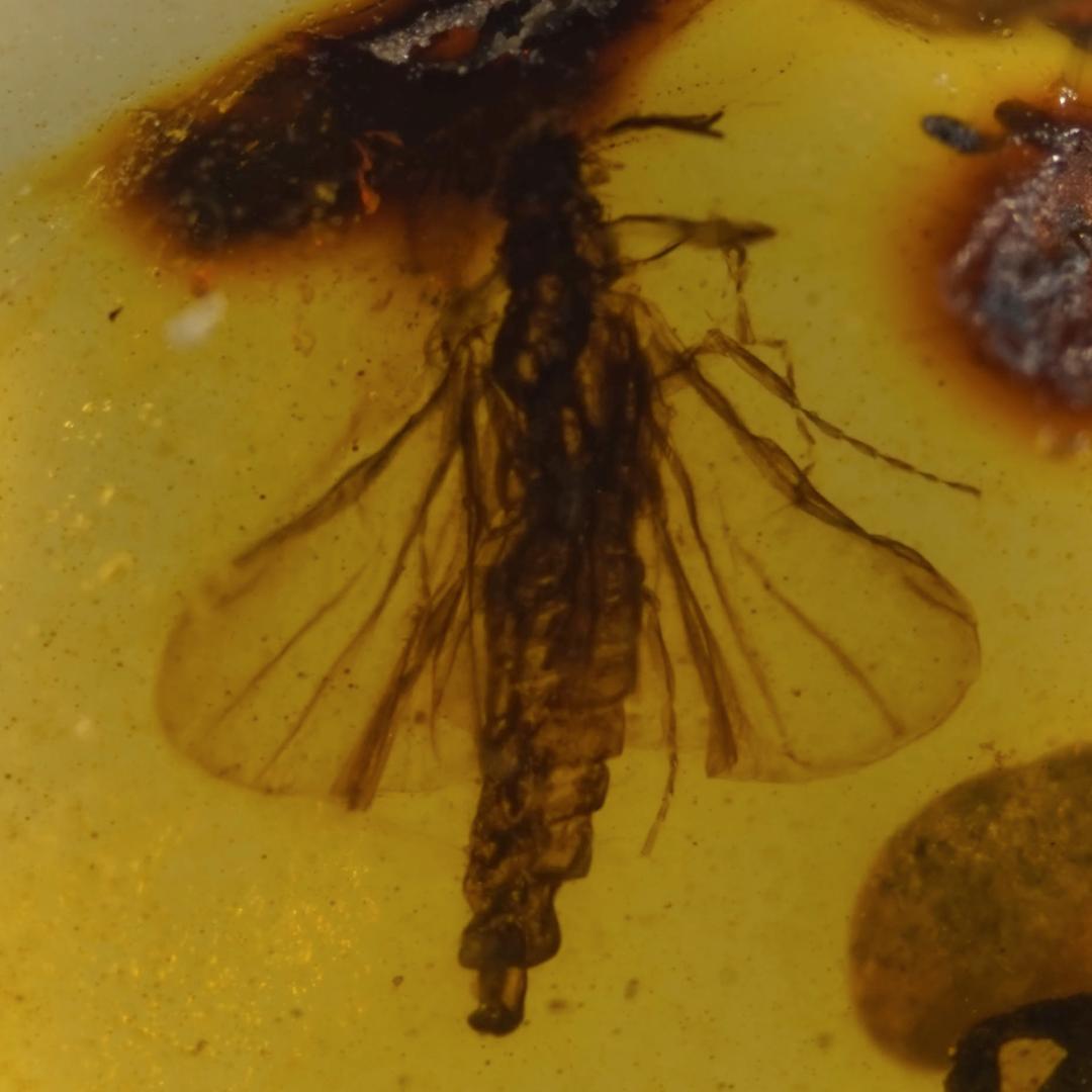 レア極上品 TT0102虫入り琥珀化石　ミャンマーカムティかタナイ9900万年前