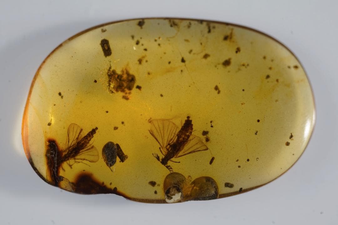 レア極上品 TT0102虫入り琥珀化石　ミャンマーカムティかタナイ9900万年前