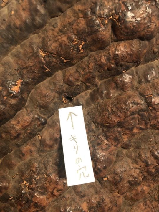 さるのこしかけ