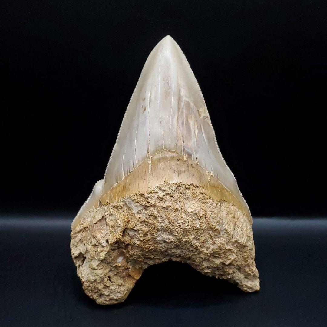 極上 メガロドン 歯 化石 本物 インドネシア 117.24mm mg15