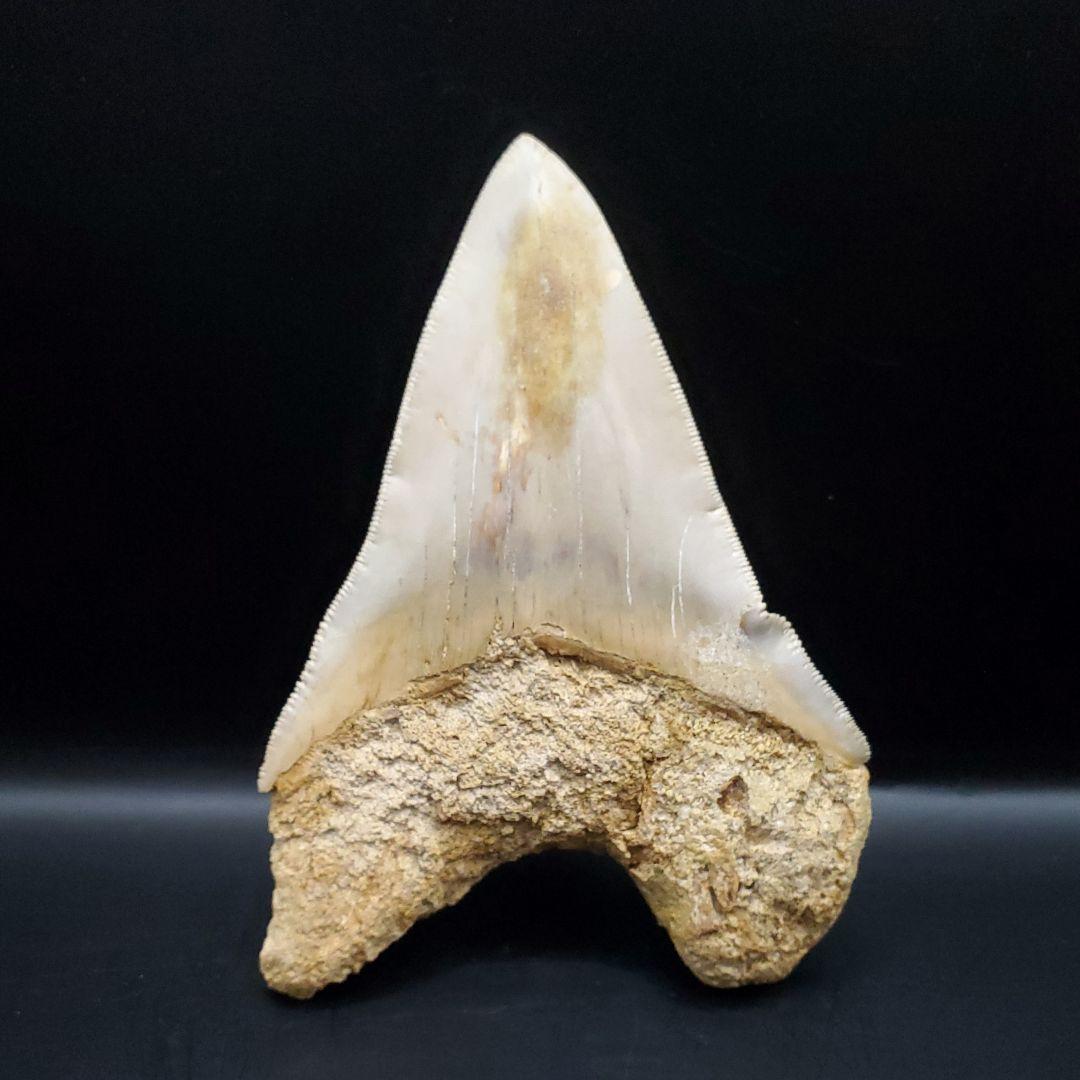 極上 メガロドン 歯 化石 本物 インドネシア 117.24mm mg15