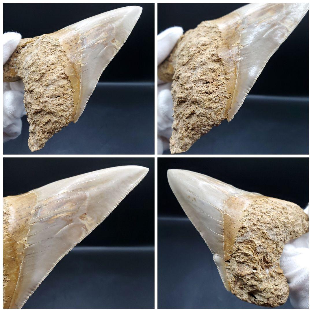 極上 メガロドン 歯 化石 本物 インドネシア 117.24mm mg15