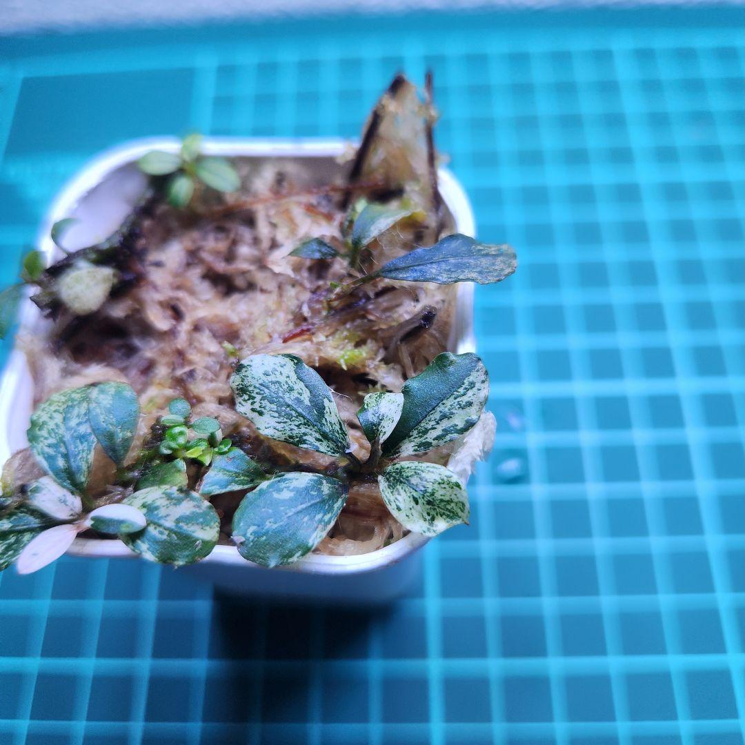 Bucephalandra Variegataブセファランドラ バリエガータ