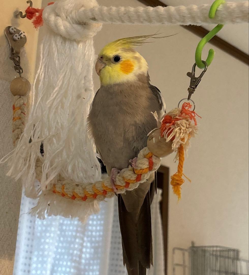 ハンドメイド インコ大好き ぐるぐるロープ オーダーページ