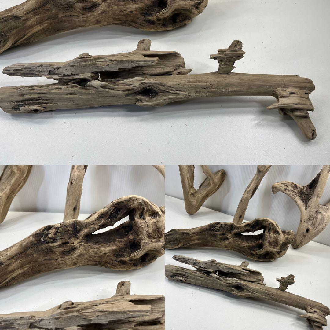 t55アク抜き済み流木セット 爬虫類シェルター 登り木 インテリア エアプランツ