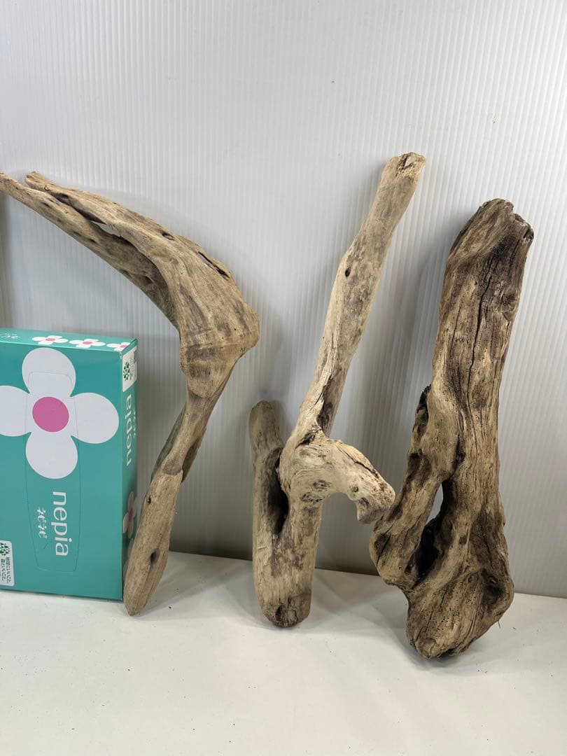 t55アク抜き済み流木セット 爬虫類シェルター 登り木 インテリア エアプランツ